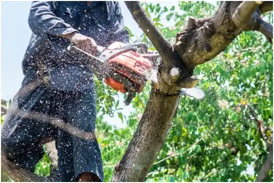 tree services Yachats